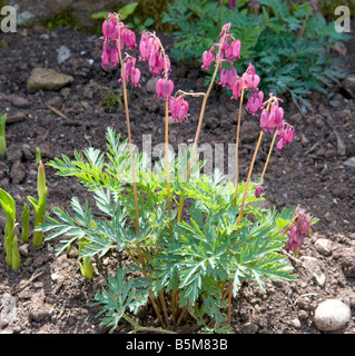 Dicentra `Stuart Boothman` Stock Photo